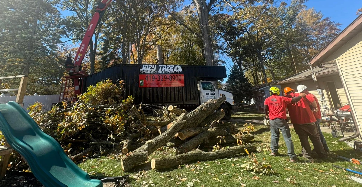 tree removal services