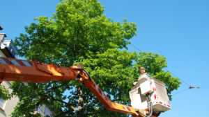 tree trimming toledo