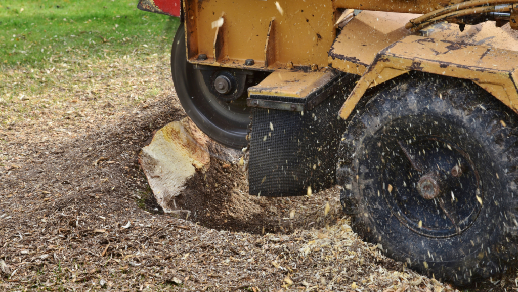 toledo stump removal