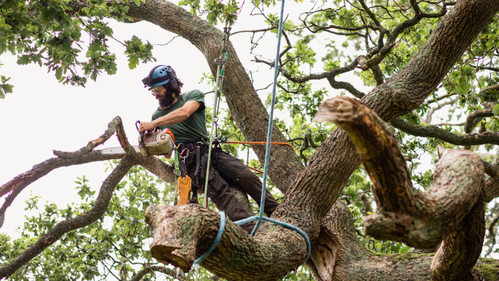 best tree removal services