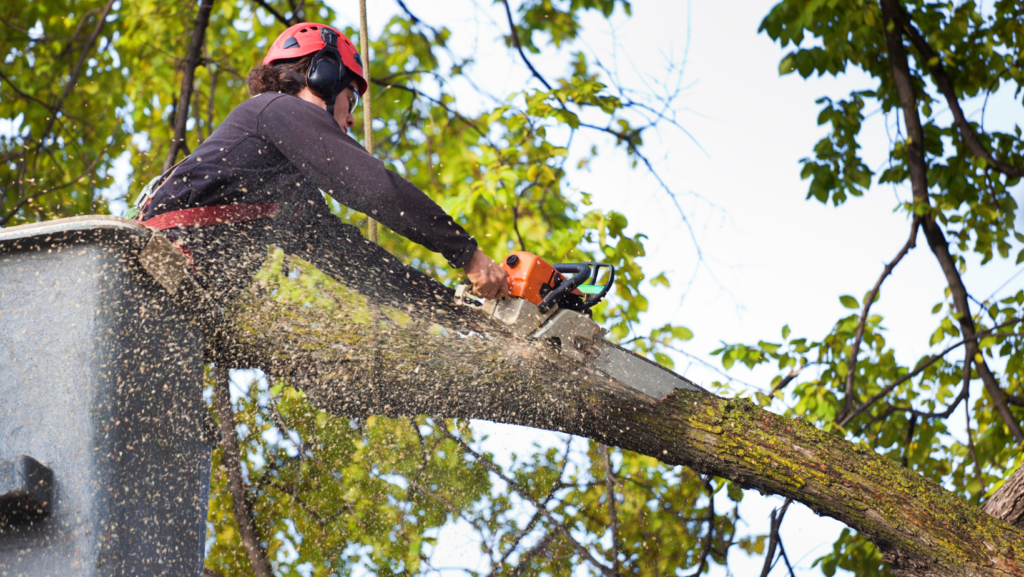 perrysburg tree care company