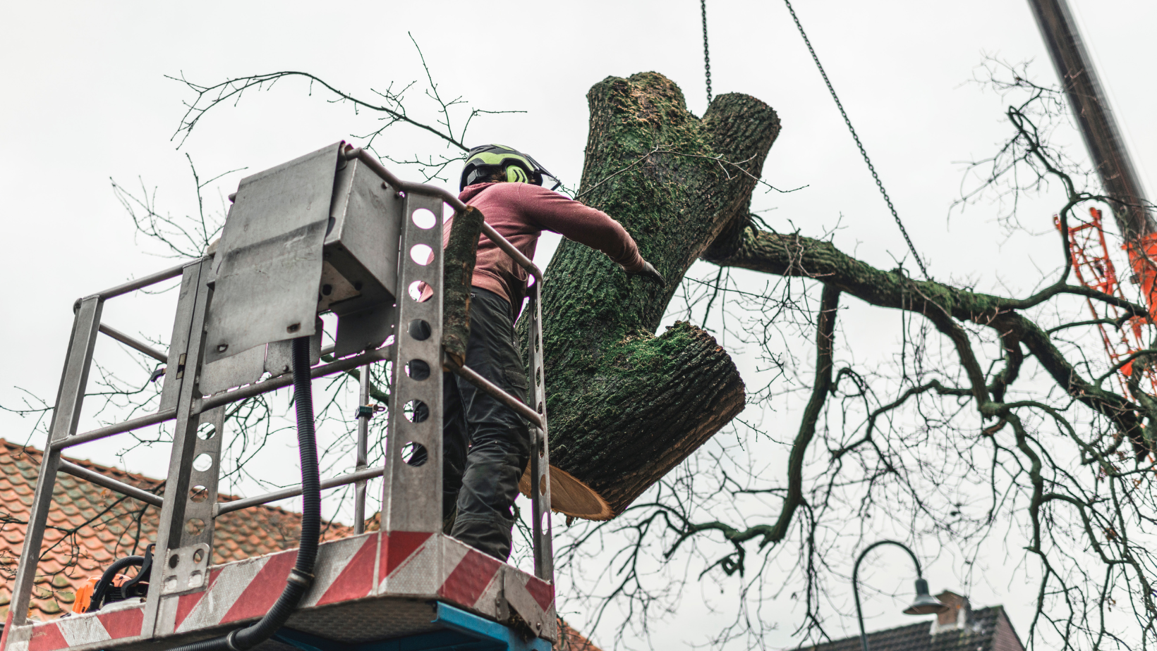 maumee ohio tree care specialists